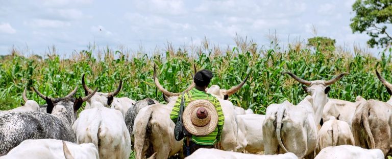 Senate Plans National Summit On Farmers/Herders Clash Herd of cattle
