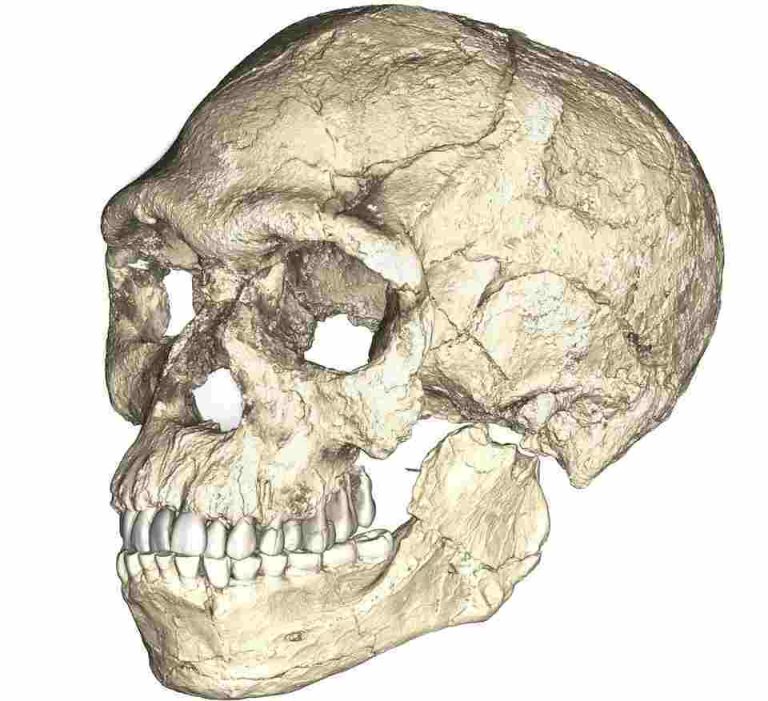 Genome Data Sheds Light On How Homo Sapiens Arose In Africa A composite reconstruction of the earliest known Homo sapiens fossils from Jebel Irhoud in Morocco, based on micro computed tomographic scans of multiple original fossils, is shown in this undated handout photo obtained by Reuters June 7, 2017. Philipp Gunz, MPI EVA Leipzig/Handout via REUTERS/File Photo