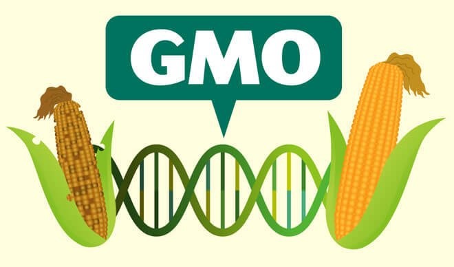 The GMOs Debate And Task Ahead Of Nigerian Scientists; By Chijioke Okoronkwo GMO