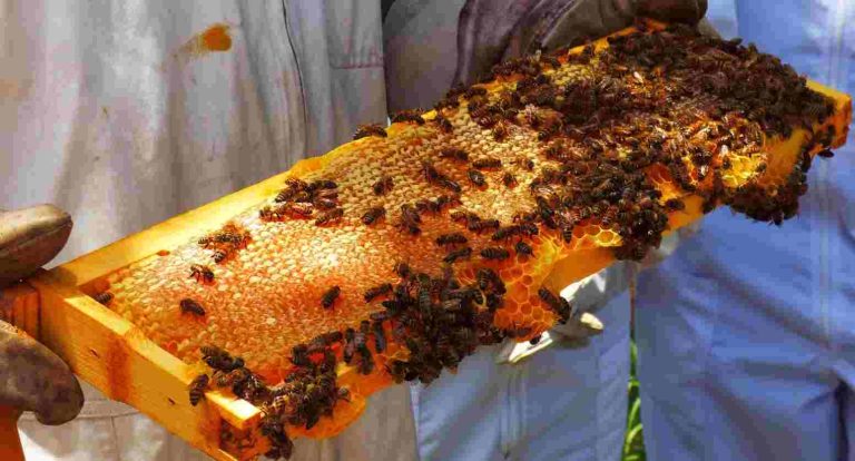 Bee-keeping