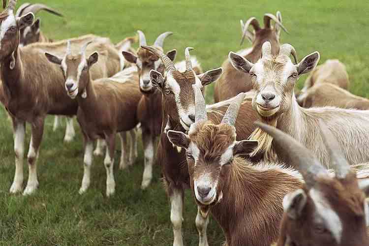Man, 51, Arraigned For Allegedly Stealing Goats Valued N960,000 Goats
