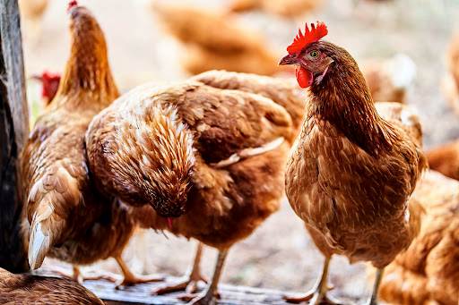 Man Jailed 9 Months For Stealing Chickens Chickens
