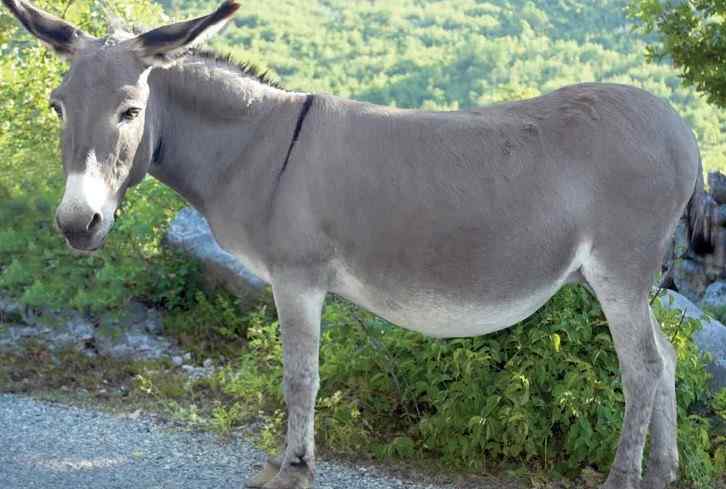Nigeria Customs Intercept Container With 10,300 Donkey Genitals