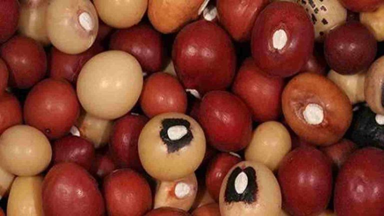 Bambara Nuts